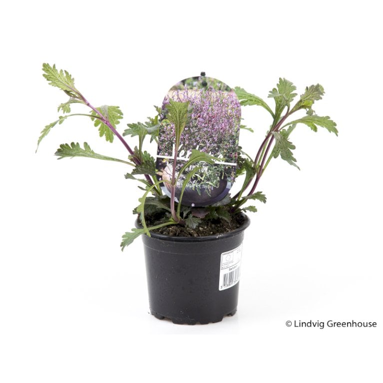 Læge-Jernurt 'Bampton'