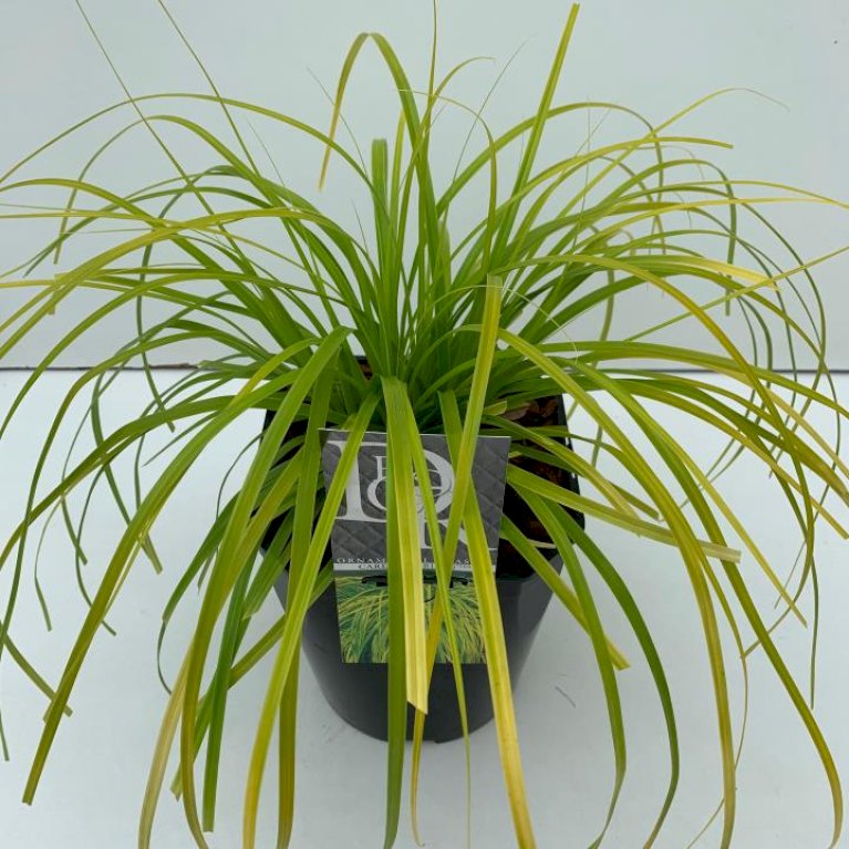 Star 'Everillo'