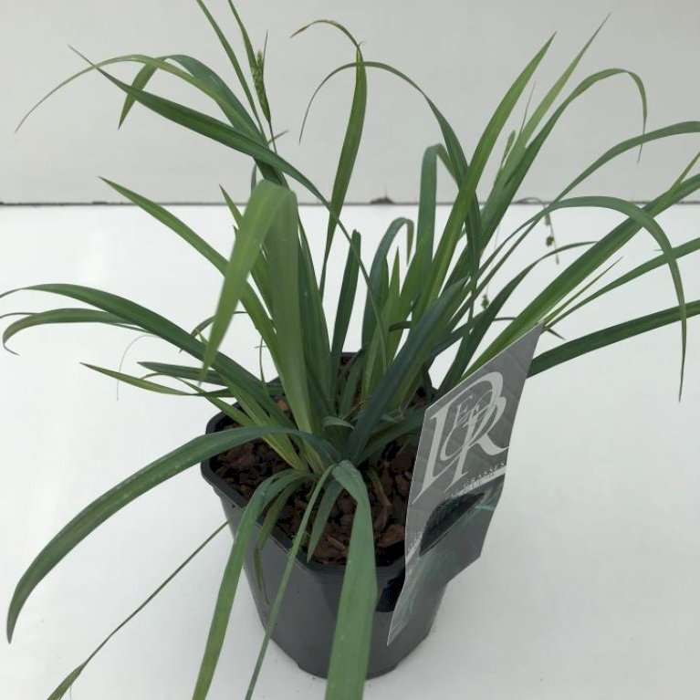 Star 'Bunny blue'