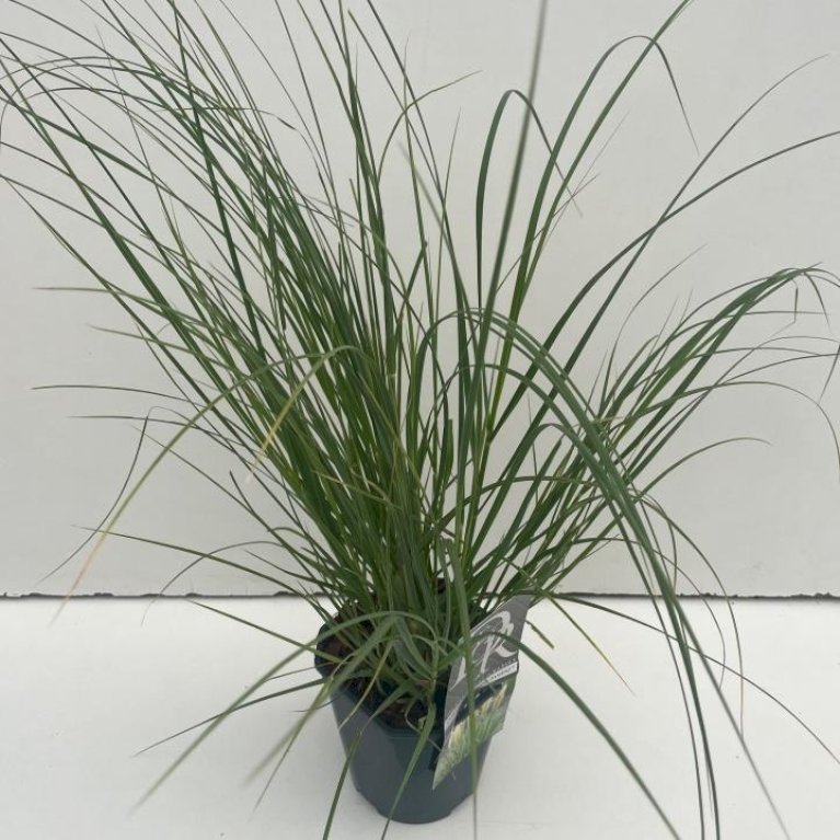 Lav Pampasgræs 'Mini'