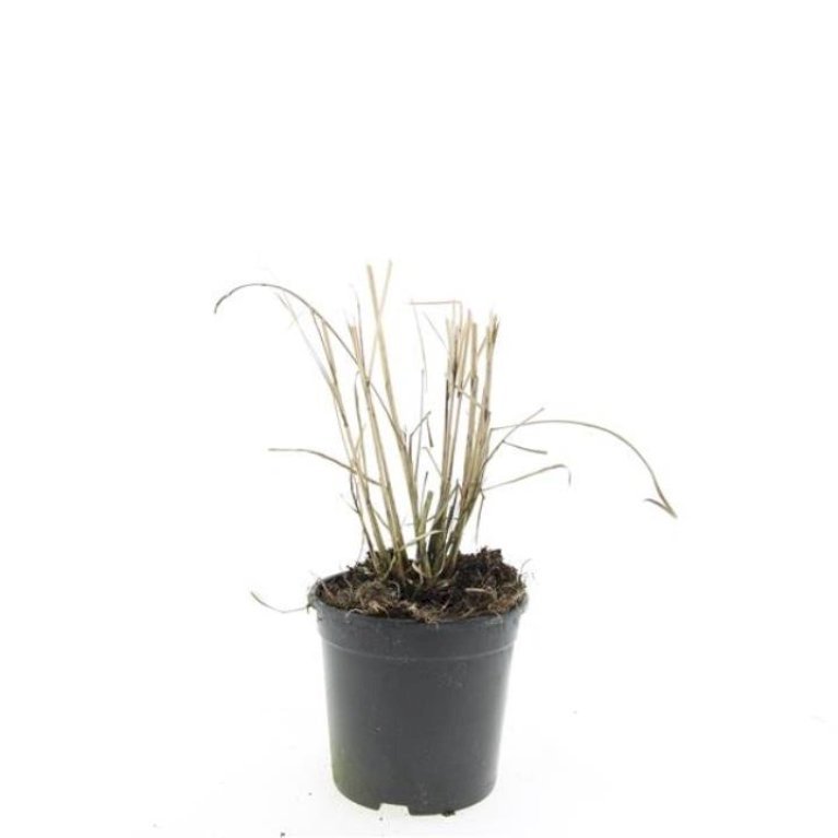 Elefantgræs 'Red Chief'
