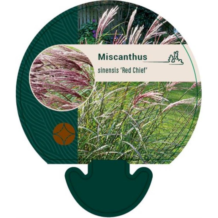 Elefantgræs 'Red Chief'