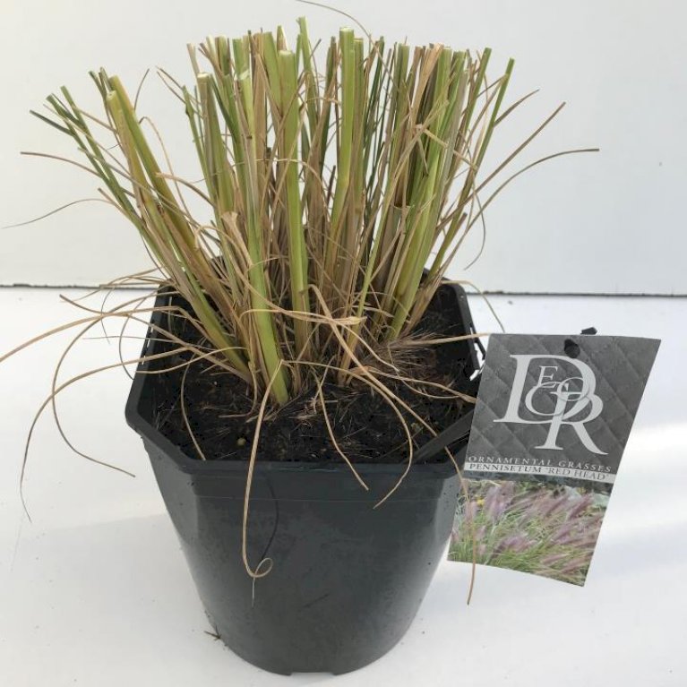 Lampepudsergræs 'Red Head'