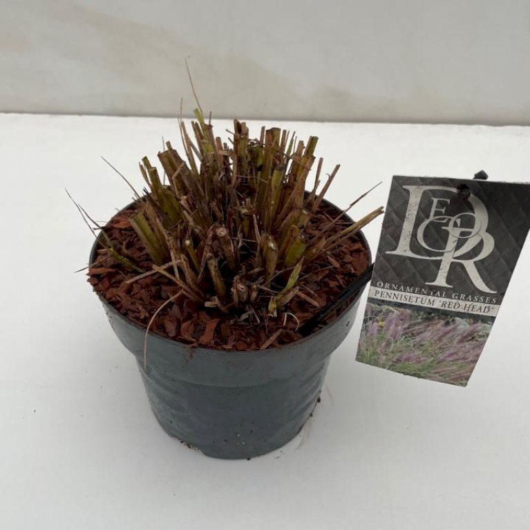 Lampepudsergræs 'Red Head'