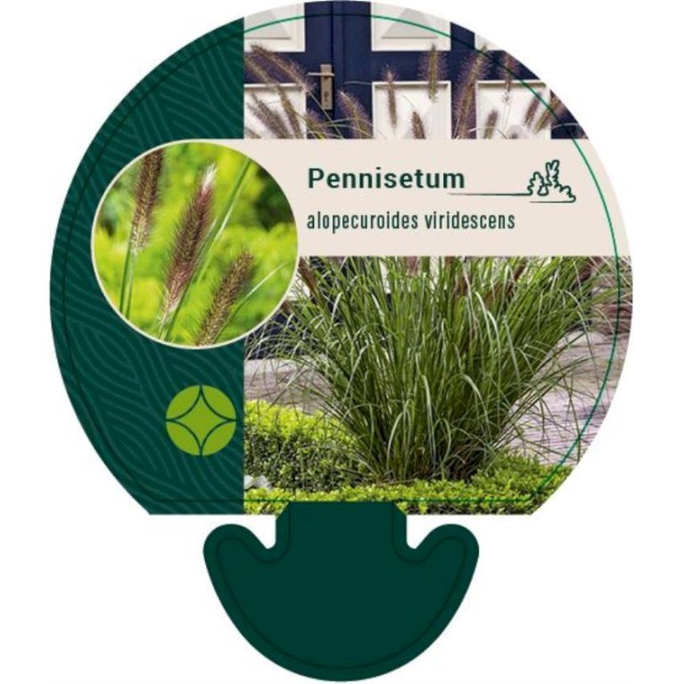 Lampepudsergræs 'Viridescens'