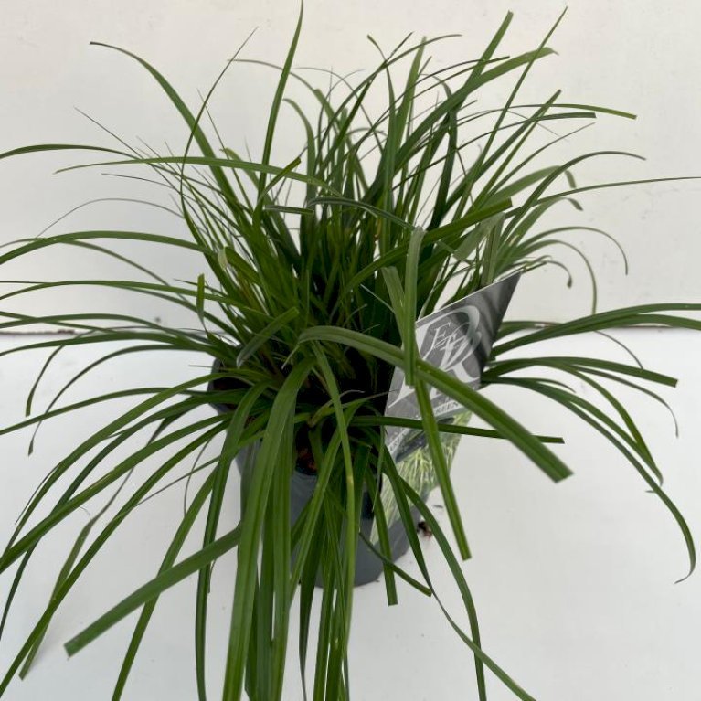 Star 'Evergreen'