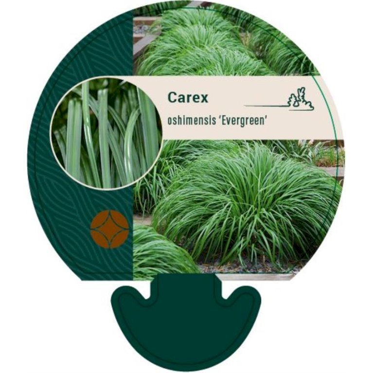 Star 'Evergreen'