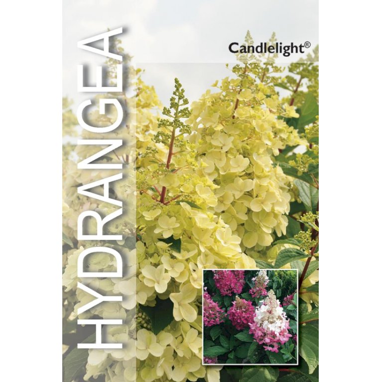 Syrén-Hortensia 'Candlelight'