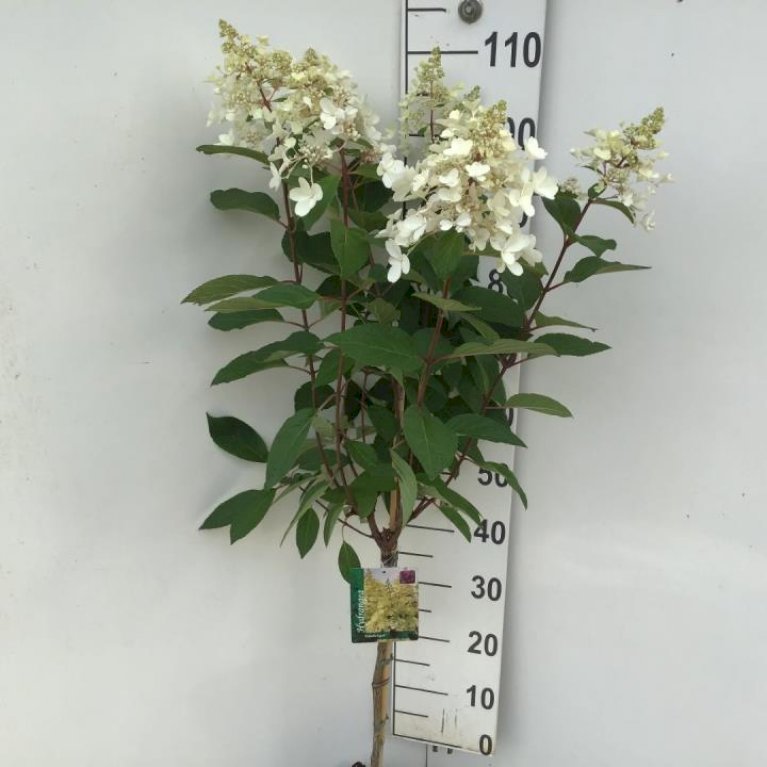 Syrén-Hortensia 'Candlelight'