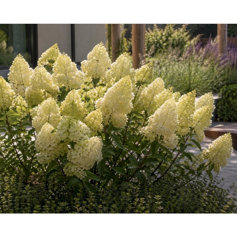 Syrén-Hortensia 'Candlelight'