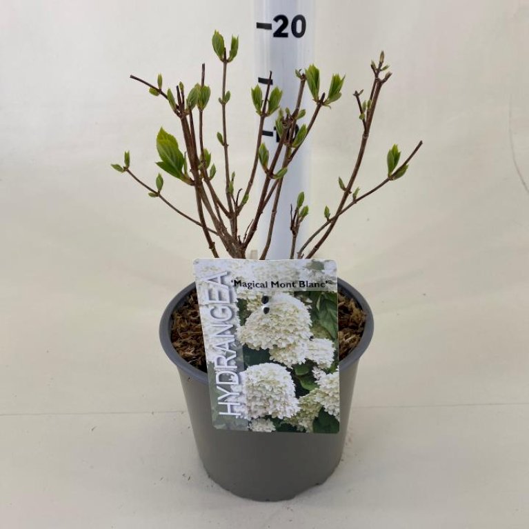 Syrén-Hortensia 'Magical Mont Blanc'
