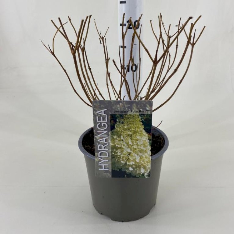 Syrén-Hortensia 'Polar Bear'
