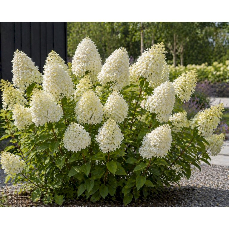 Syrén-Hortensia 'Polar Bear'