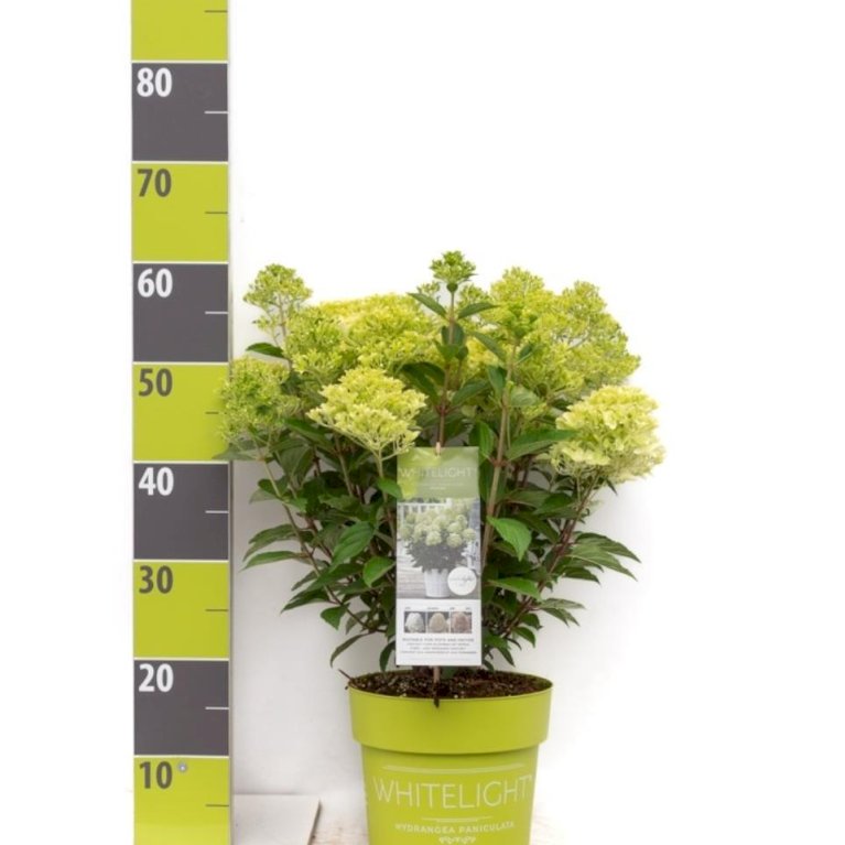 Kompakt Syrén-Hortensia 'WhiteLight'