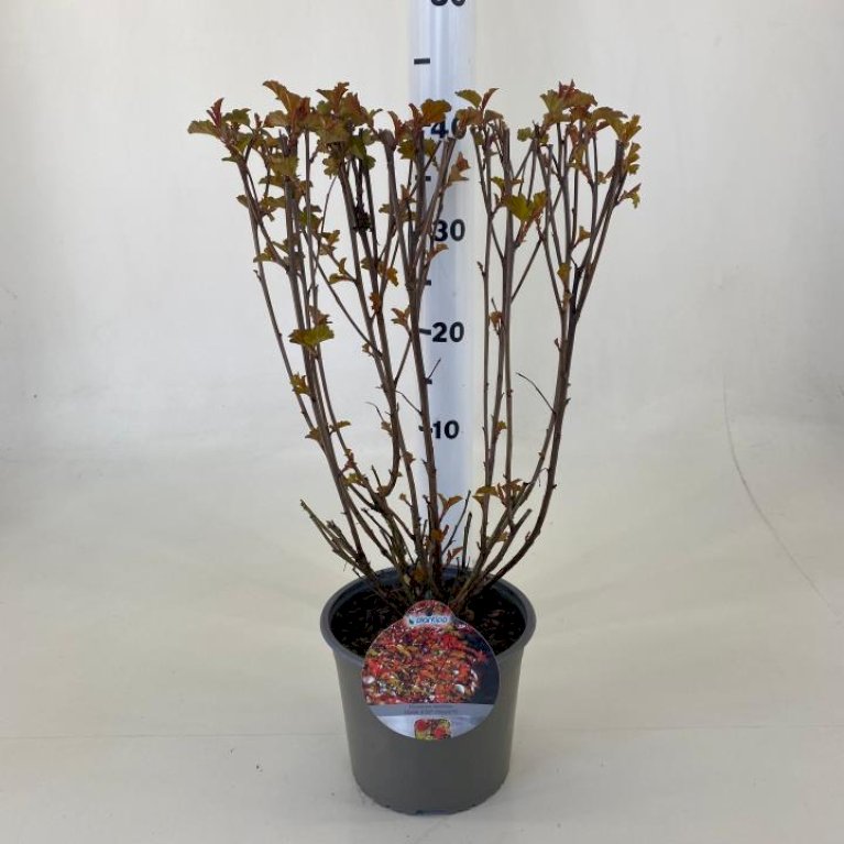 Blærespiræa 'Diable dOr'