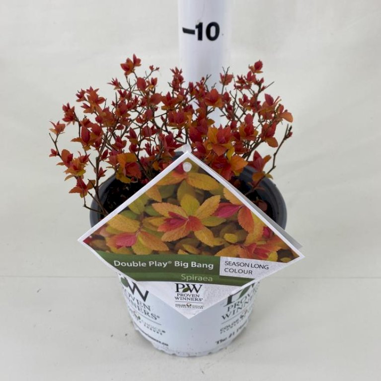 Spiræa 'Double Play® Big Bang'
