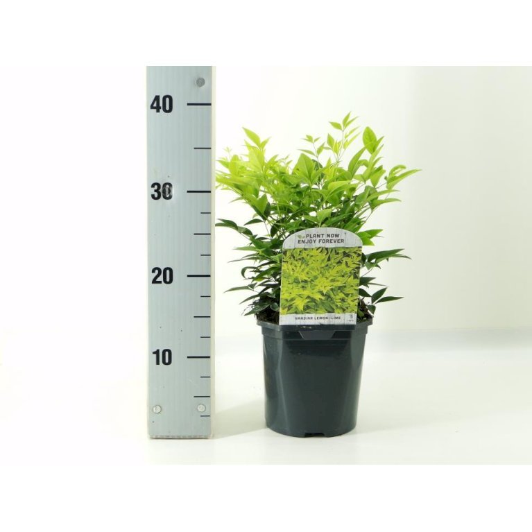 Himmelsk Bambus 'Magical Lemon and Lime'®