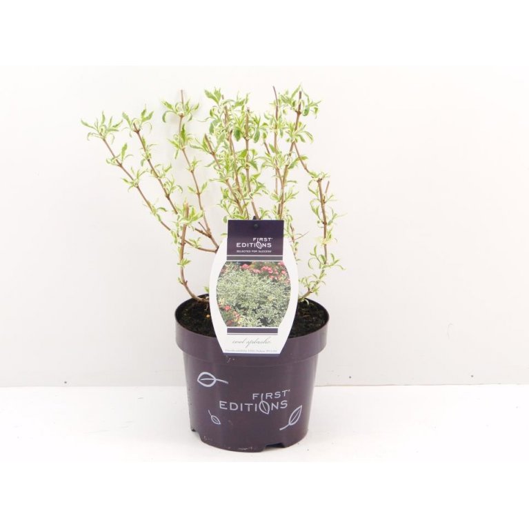 Diervilla sessilifolia 'Cool Splash'