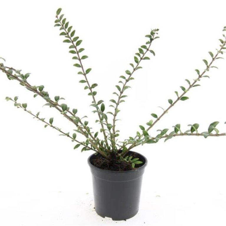 Liguster-Gedeblad 'Moss Green'