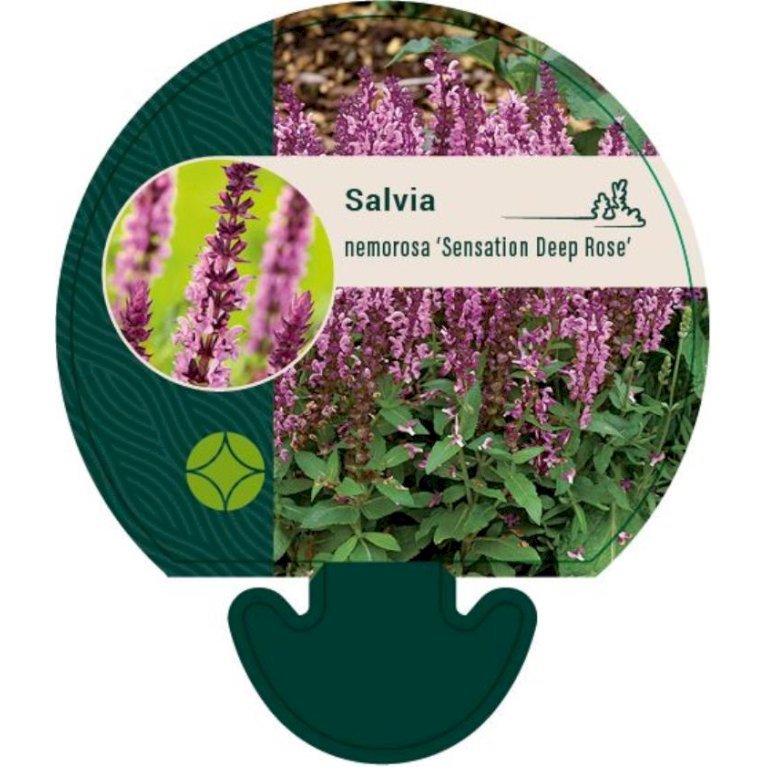 Staude-Salvie 'Deep Rose'