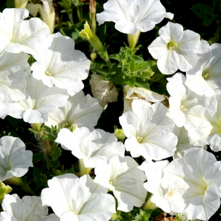 Petunia - Hvid