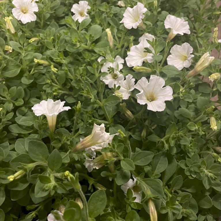 Petunia tiny - Hvid