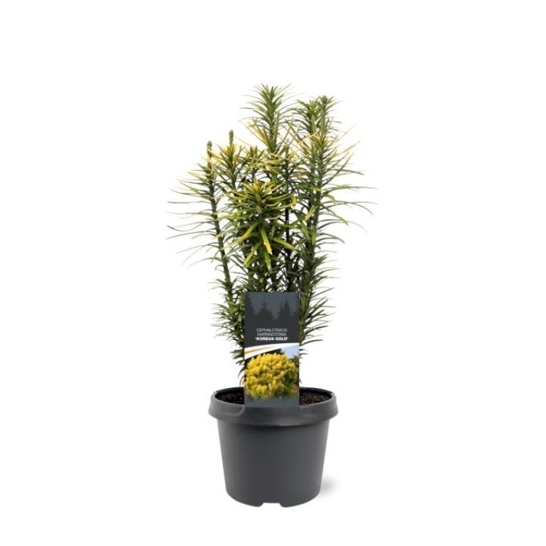 Blommetaks 'Korean Gold'