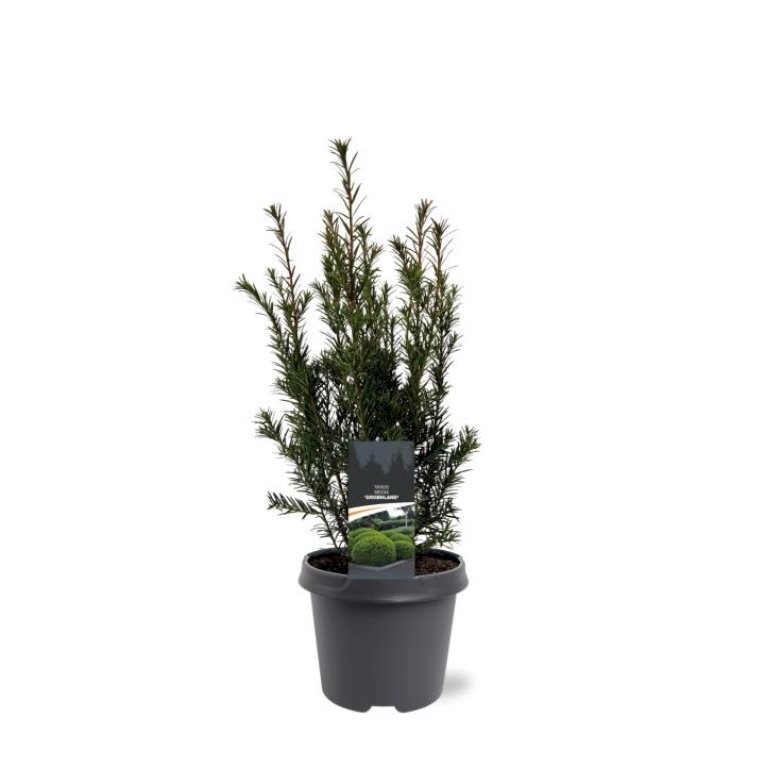Taks 'Groenland'
