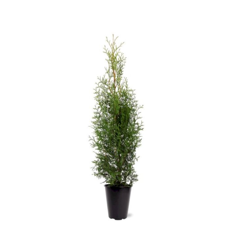 Almindelig Thuja 'King of Brabant'