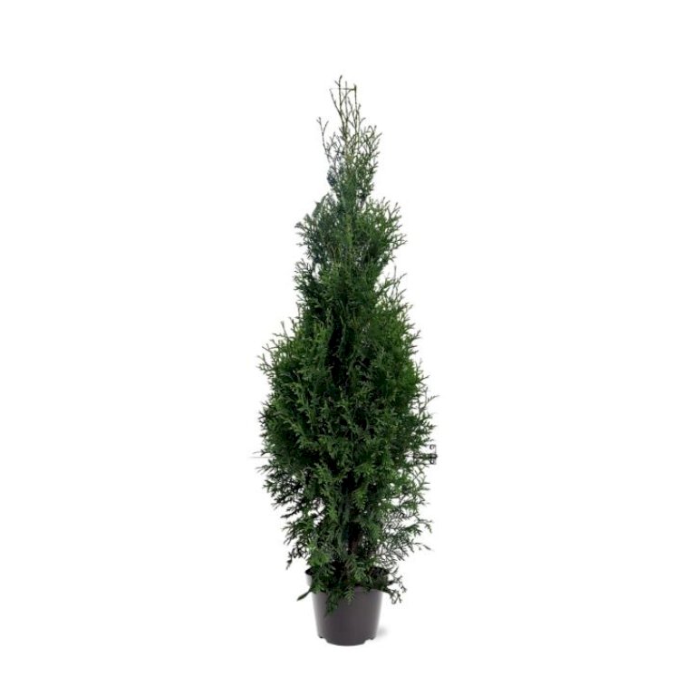 Almindelig Thuja 'King of Brabant'