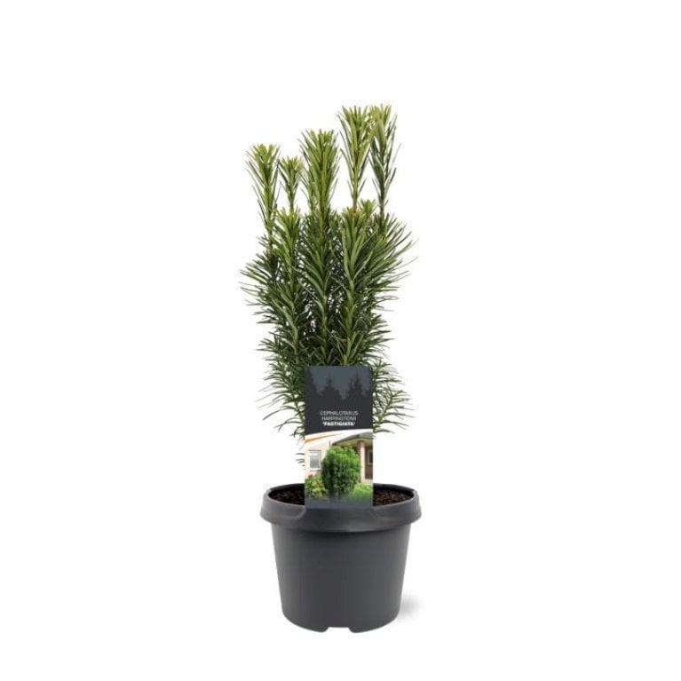 Blommetaks 'Fastigiata'