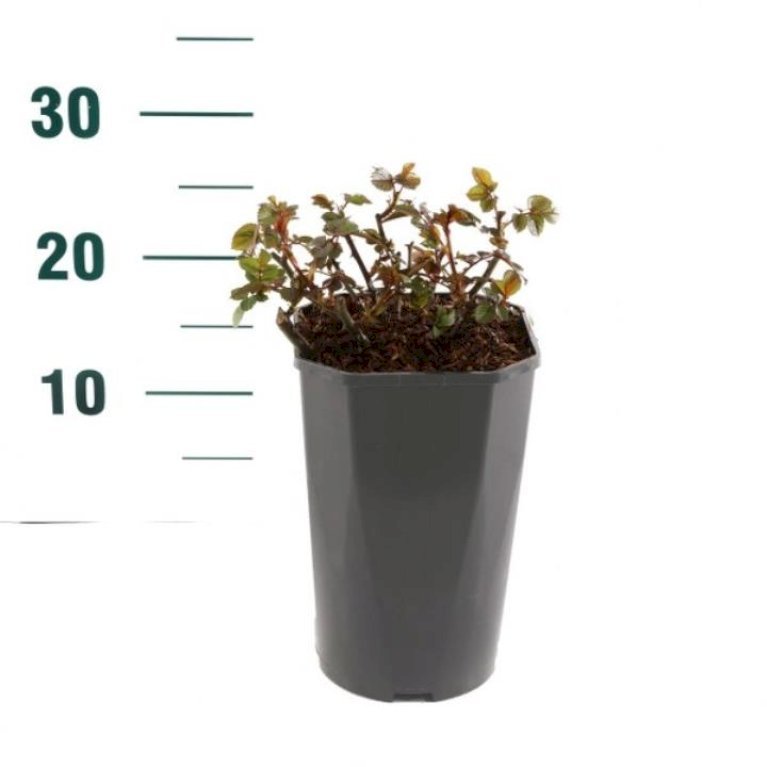 'Scarlet PatioHit®'