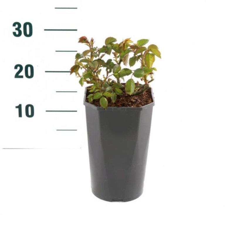 'Princesse Charlene de Monaco'