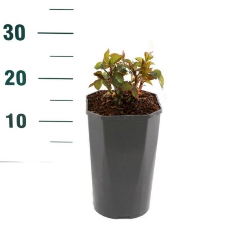 'Absolutely Fabulous'