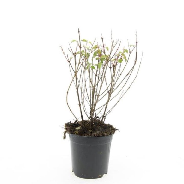 Havefuchia 'Riccartonii'