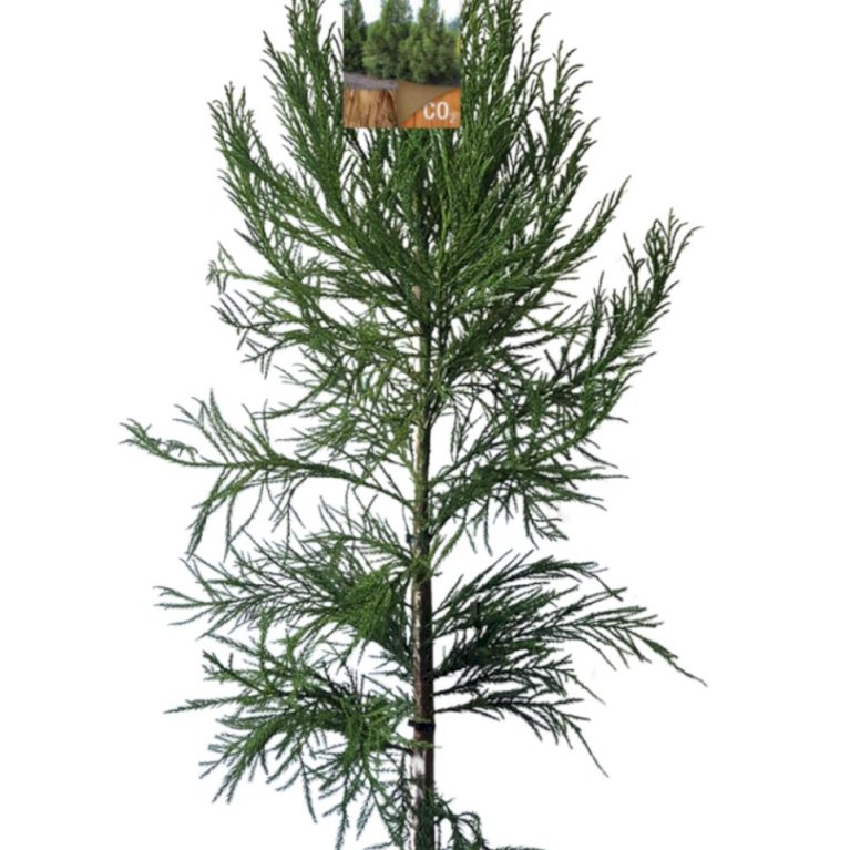 Japansk Kryptomeria 'Kitayama'