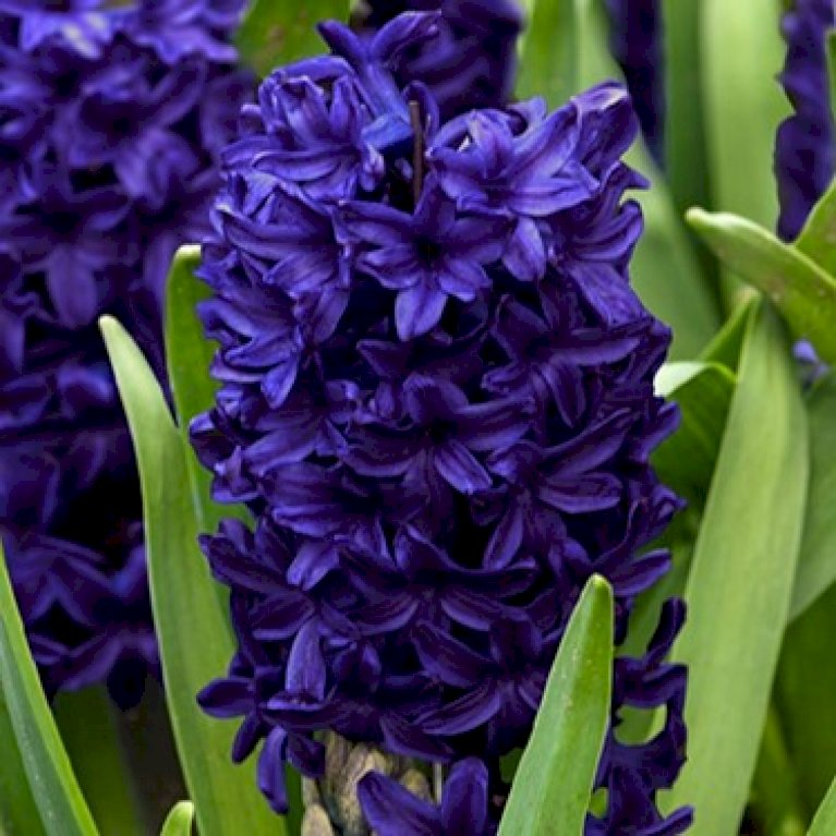 Hyacinth 'Blue Trophy'