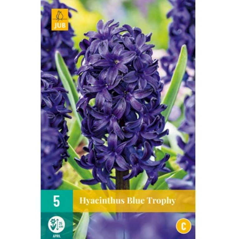 Hyacinth 'Blue Trophy'