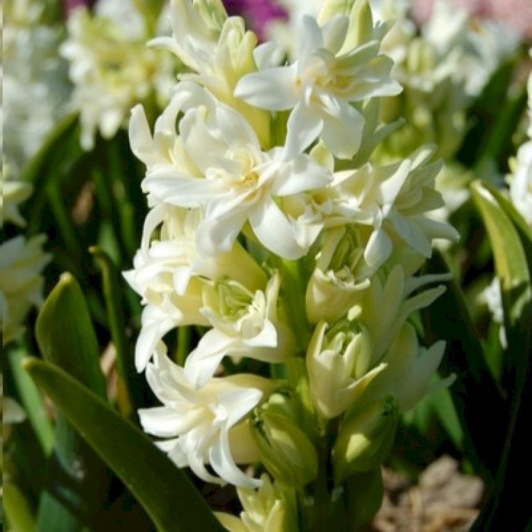 Hyacinth 'Snow Crystal'