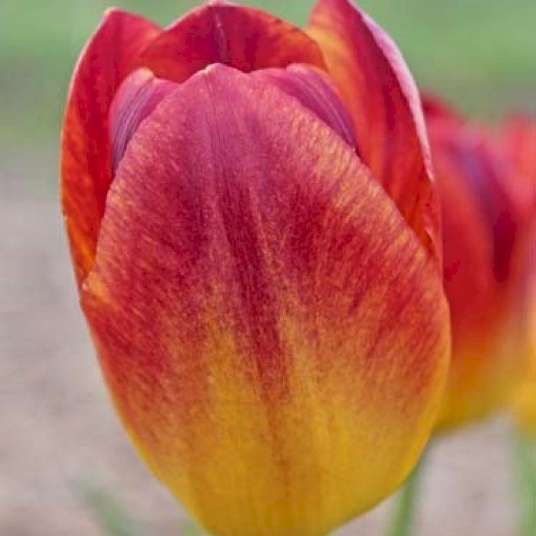 Tulipan 'Amberglow'