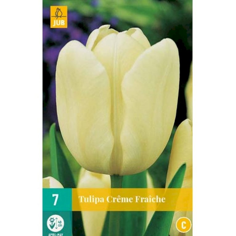 Tulipan 'Creme Fraiche'