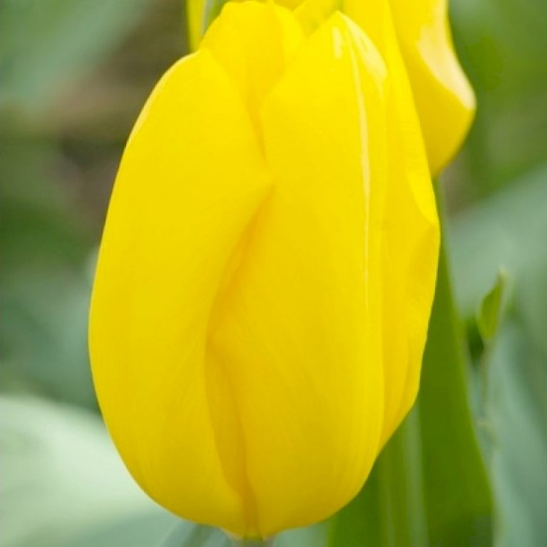 Tulipan 'Strong Gold'
