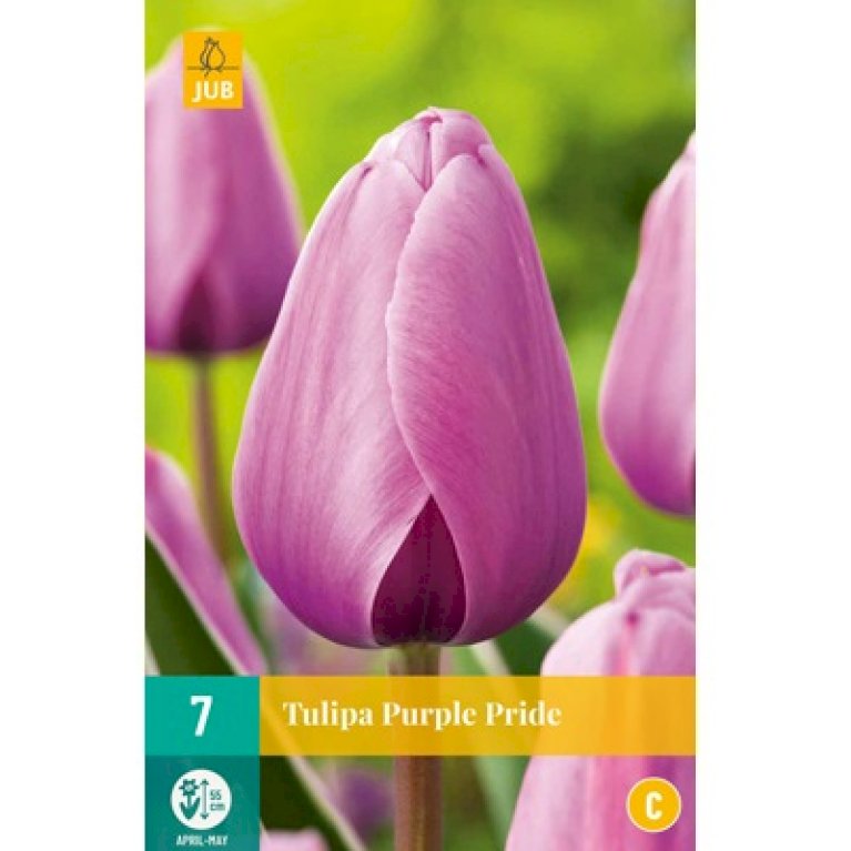 Tulipan 'Purple Pride'