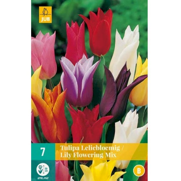 Tulipan blomster mix