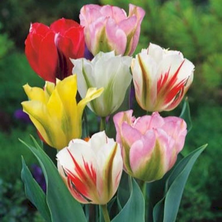 Tulipan Viridiflora Mix