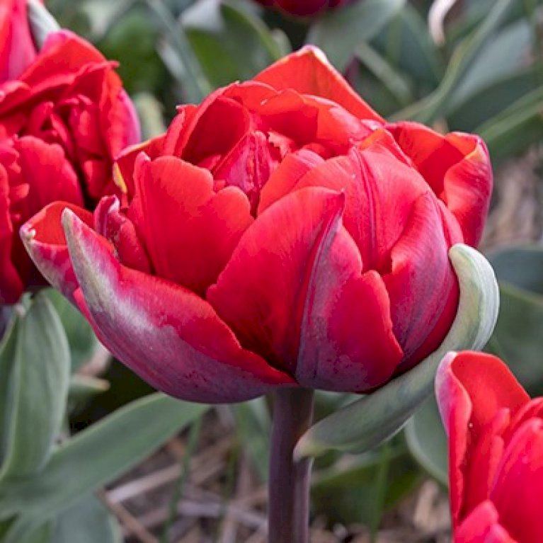 Tulipan 'Red Princess'