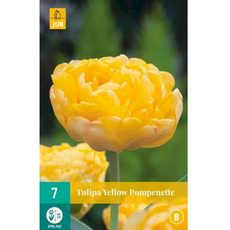 Tulipan 'Yellow Pompenette'