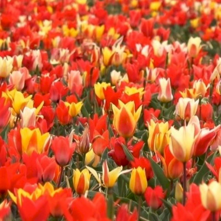 Tulipan 'Fun Colours'
