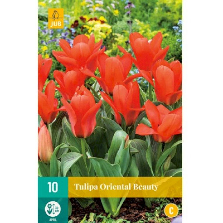 Tulipan 'Oriental Beauty'