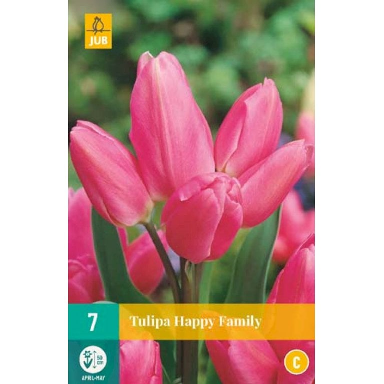 Tulipan 'Happy Family'